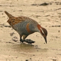 Gallirallus philippensis (Buff-banded Rail) at Fyshwick, ACT - 17 Dec 2019 by RodDeb