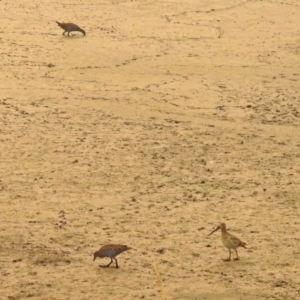 Gallirallus philippensis at Fyshwick, ACT - 17 Dec 2019