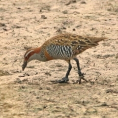 Gallirallus philippensis at Fyshwick, ACT - 17 Dec 2019 06:22 PM