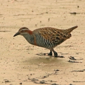 Gallirallus philippensis at Fyshwick, ACT - 17 Dec 2019 06:22 PM