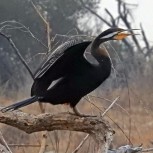 Anhinga novaehollandiae at Fyshwick, ACT - 17 Dec 2019 07:44 PM