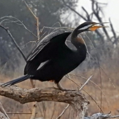 Anhinga novaehollandiae (Australasian Darter) at Fyshwick, ACT - 17 Dec 2019 by RodDeb