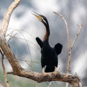 Anhinga novaehollandiae at Fyshwick, ACT - 17 Dec 2019 07:44 PM