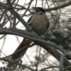 Eudynamys orientalis (Pacific Koel) at Fyshwick, ACT - 17 Dec 2019 by RodDeb