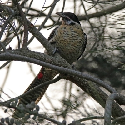 Eudynamys orientalis (Pacific Koel) at Jerrabomberra Wetlands - 17 Dec 2019 by RodDeb