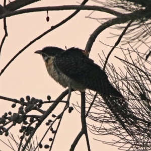 Eudynamys orientalis at Fyshwick, ACT - 17 Dec 2019