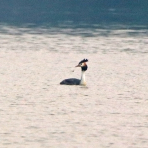 Podiceps cristatus at Fyshwick, ACT - 17 Dec 2019