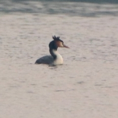 Podiceps cristatus at Fyshwick, ACT - 17 Dec 2019