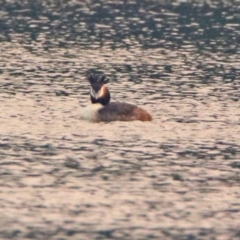 Podiceps cristatus at Fyshwick, ACT - 17 Dec 2019