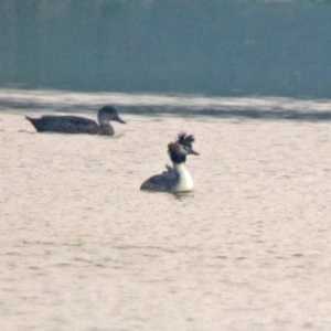 Podiceps cristatus at Fyshwick, ACT - 17 Dec 2019