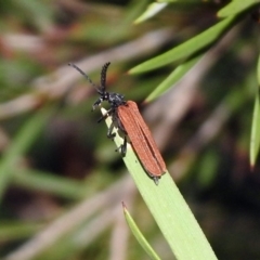 Porrostoma sp. (genus) (Lycid, Net-winged beetle) at Fyshwick, ACT - 17 Dec 2019 by RodDeb