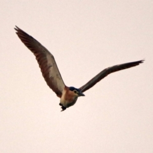 Nycticorax caledonicus at Fyshwick, ACT - 17 Dec 2019