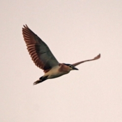 Nycticorax caledonicus at Fyshwick, ACT - 17 Dec 2019