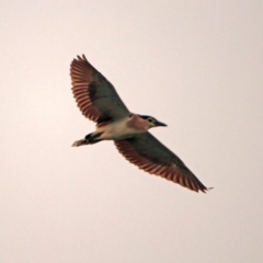 Nycticorax caledonicus at Fyshwick, ACT - 17 Dec 2019