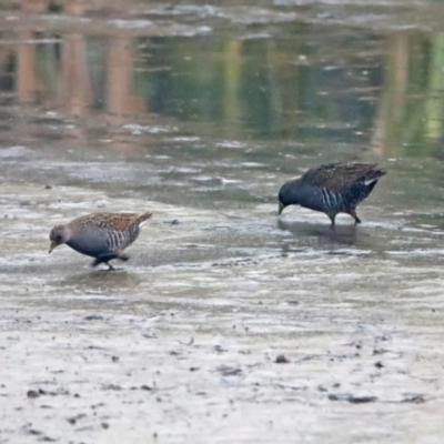 Porzana fluminea (Australian Spotted Crake) at Fyshwick, ACT - 17 Dec 2019 by RodDeb