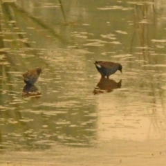 Porzana fluminea at Fyshwick, ACT - 17 Dec 2019