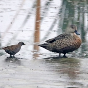 Porzana fluminea at Fyshwick, ACT - 17 Dec 2019