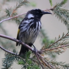 Phylidonyris niger X novaehollandiae (Hybrid) (White-cheeked X New Holland Honeyeater (Hybrid)) at Jerrabomberra Wetlands - 17 Dec 2019 by RodDeb