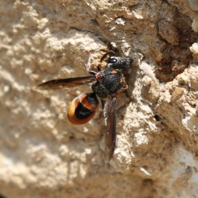 Eumeninae (subfamily) (Unidentified Potter wasp) at ANBG - 17 Dec 2019 by HelenCross