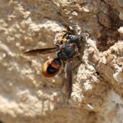 Eumeninae (subfamily) (Unidentified Potter wasp) at Acton, ACT - 17 Dec 2019 by HelenCross