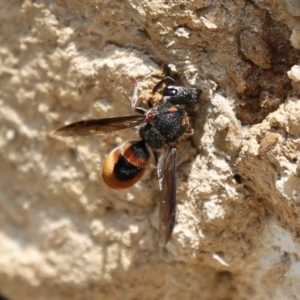 Eumeninae (subfamily) at Acton, ACT - 17 Dec 2019