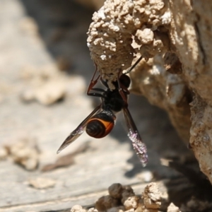 Eumeninae (subfamily) at Acton, ACT - 17 Dec 2019