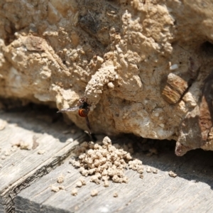 Eumeninae (subfamily) at Acton, ACT - 17 Dec 2019