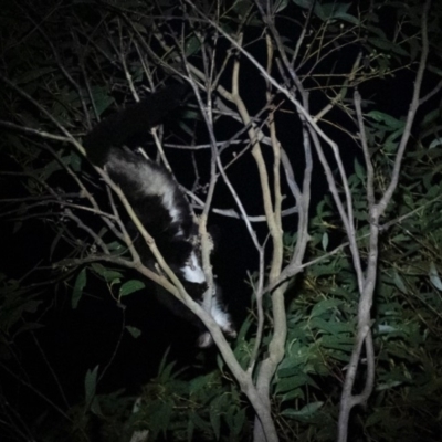 Petauroides volans (Greater Glider) at Wingecarribee Local Government Area - 18 Dec 2019 by Aussiegall