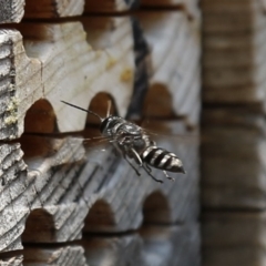 Crabroninae (subfamily) (Unidentified solitary wasp) at ANBG - 18 Dec 2019 by HelenCross