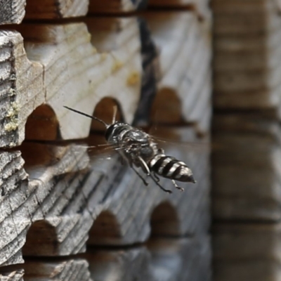 Crabroninae (subfamily) (Unidentified solitary wasp) at ANBG - 18 Dec 2019 by HelenCross