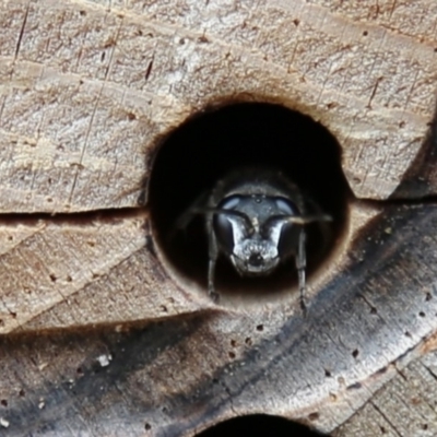 Crabroninae (subfamily) (Unidentified solitary wasp) at ANBG - 13 Dec 2019 by HelenCross