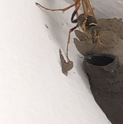 Sceliphron laetum (Common mud dauber wasp) at Aranda, ACT - 19 Dec 2019 by Jubeyjubes