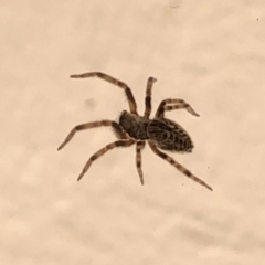 Badumna (genus) (Lattice-web spider) at Aranda, ACT - 19 Dec 2019 by Jubeyjubes
