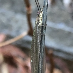 Myrmeleontidae (family) at Aranda, ACT - 18 Dec 2019 08:11 AM