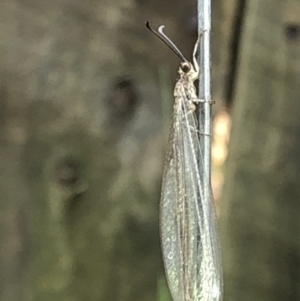 Myrmeleontidae (family) at Aranda, ACT - 18 Dec 2019 08:11 AM