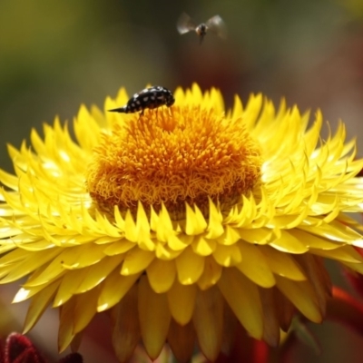 Mordella dumbrelli (Dumbrell's Pintail Beetle) at ANBG - 18 Dec 2019 by HelenCross