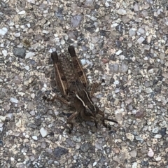 Phaulacridium vittatum (Wingless Grasshopper) at Aranda, ACT - 17 Dec 2019 by Jubeyjubes