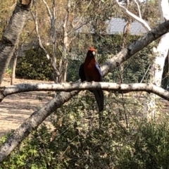 Platycercus elegans (Crimson Rosella) at Aranda, ACT - 18 Dec 2019 by Jubeyjubes