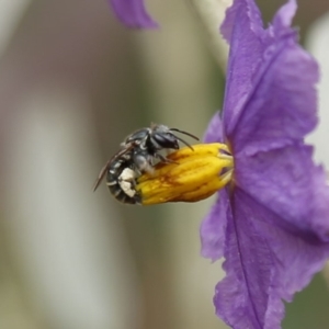 Lipotriches sp. (genus) at Acton, ACT - 19 Dec 2019