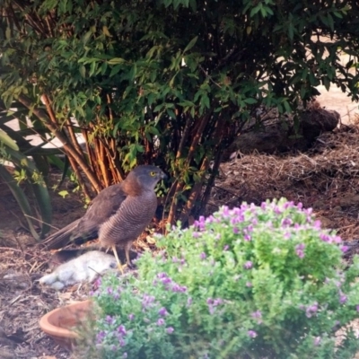 Accipiter fasciatus (Brown Goshawk) at Wingecarribee Local Government Area - 13 Dec 2019 by Aussiegall