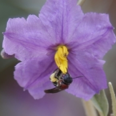 Lasioglossum (Callalictus) callomelittinum (Halictid bee) at ANBG - 18 Dec 2019 by HelenCross