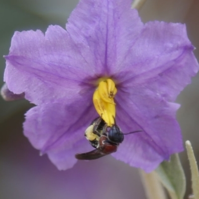 Lasioglossum (Callalictus) callomelittinum (Halictid bee) at ANBG - 18 Dec 2019 by HelenCross