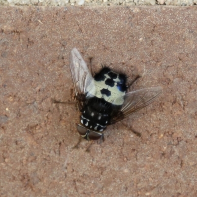 Formosia (Euamphibolia) speciosa (Bristle fly) at Acton, ACT - 17 Dec 2019 by HelenCross