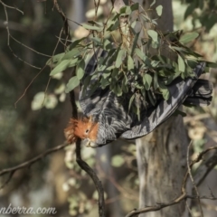 Callocephalon fimbriatum (Gang-gang Cockatoo) at Garran, ACT - 14 Dec 2019 by BIrdsinCanberra