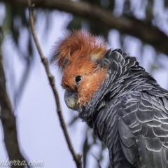 Callocephalon fimbriatum at Garran, ACT - 15 Dec 2019