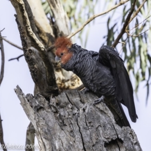 Callocephalon fimbriatum at Garran, ACT - 15 Dec 2019