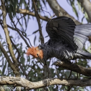 Callocephalon fimbriatum at Garran, ACT - suppressed