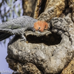 Callocephalon fimbriatum at Garran, ACT - 15 Dec 2019