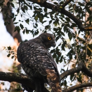 Ninox strenua at Illaroo, NSW - 18 Dec 2019