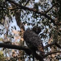 Ninox strenua at Illaroo, NSW - 18 Dec 2019